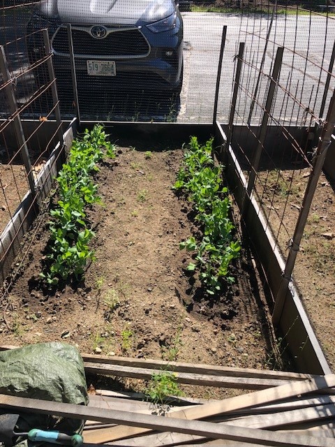 Peas under trellis